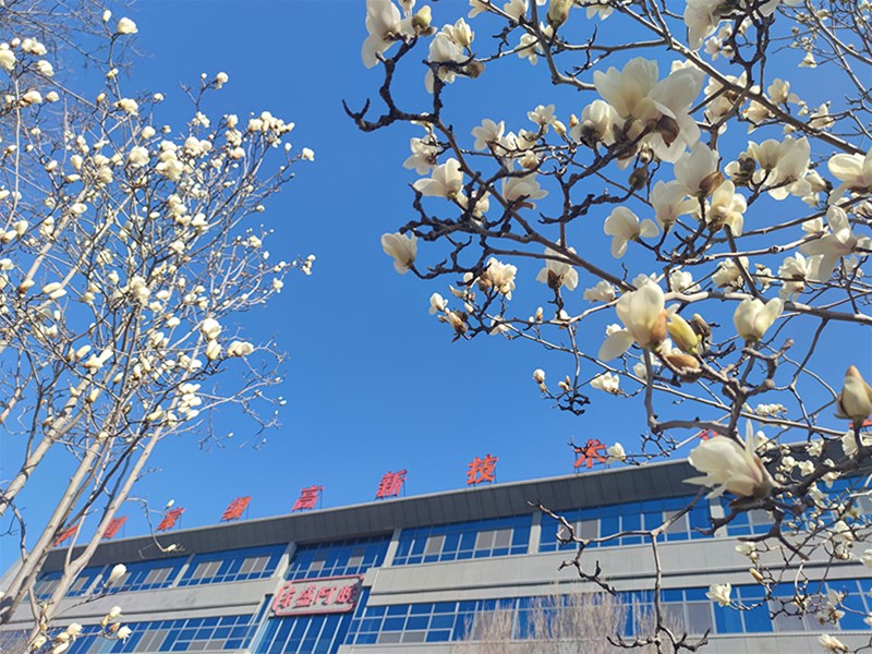 玉兰花绽，奏响春之乐章