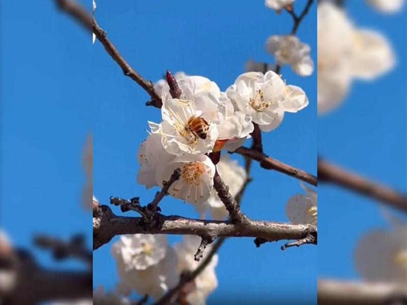 春满厂区，繁花织锦